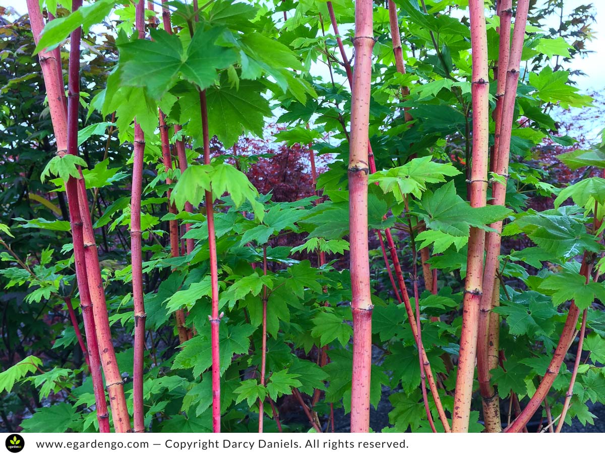 Acer circinatum 'Pacific Fire' | Vine Maple