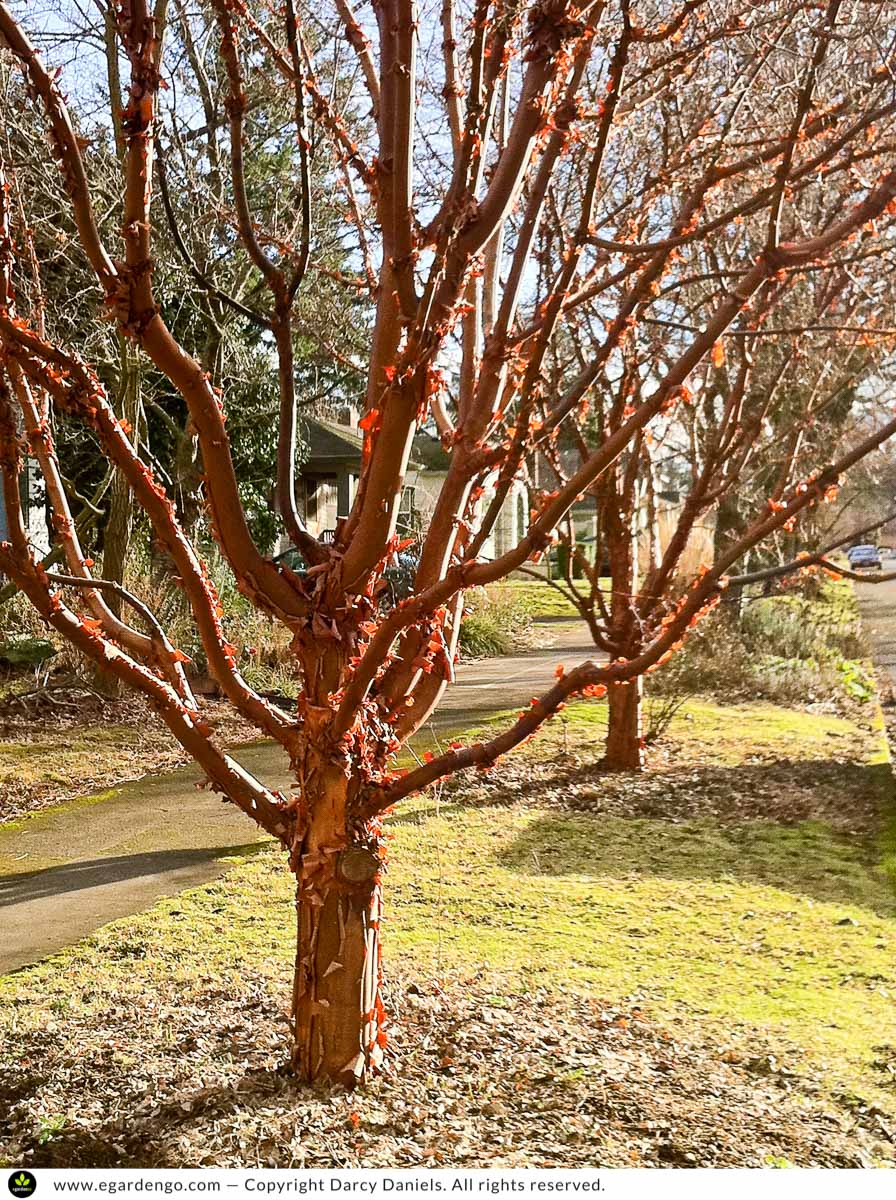 Acer griseum - paperbark maple