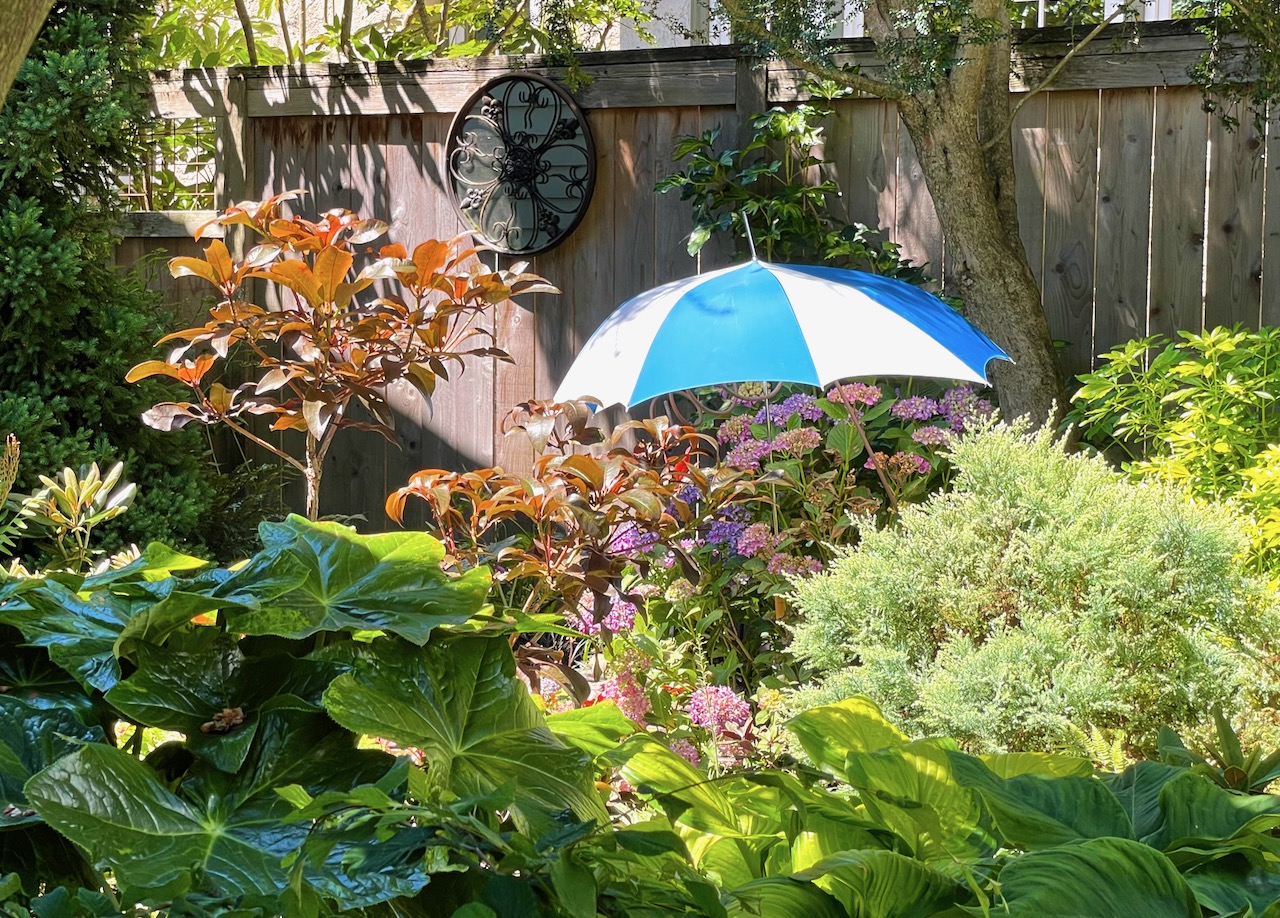 Protecting Hydrangea from afternoon sun