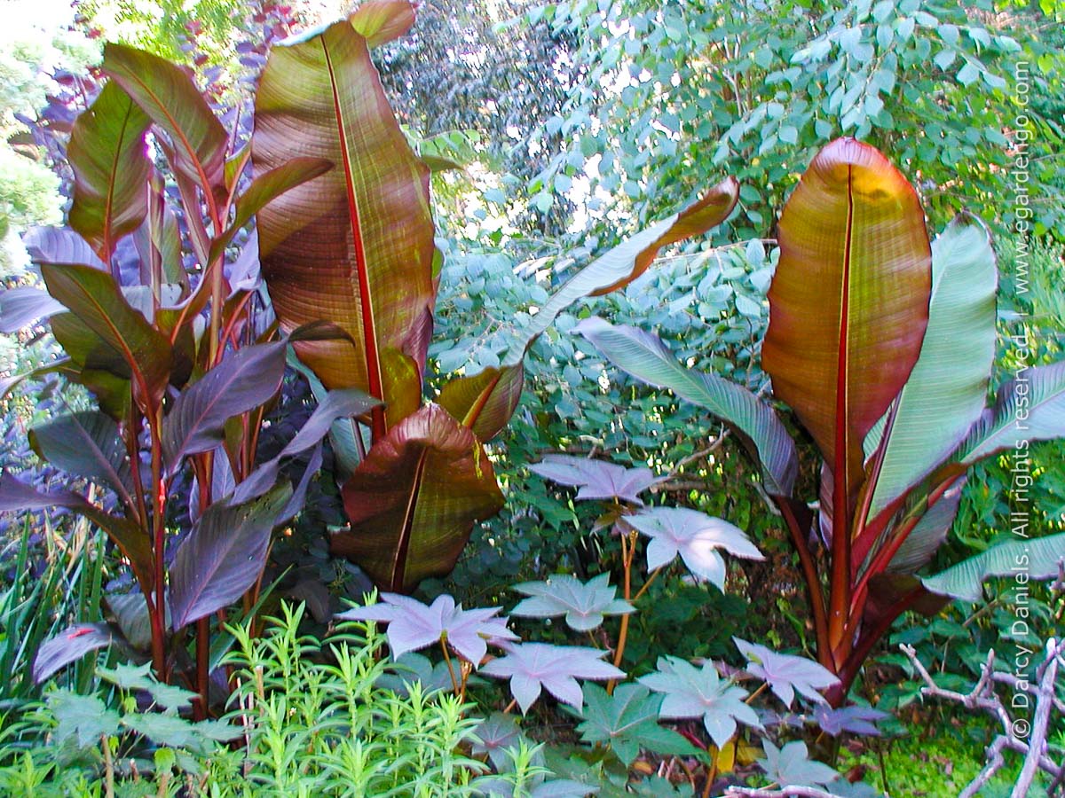 Red Banana