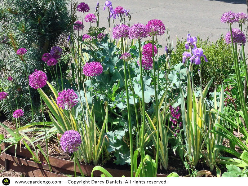 Allium Purple Sensation