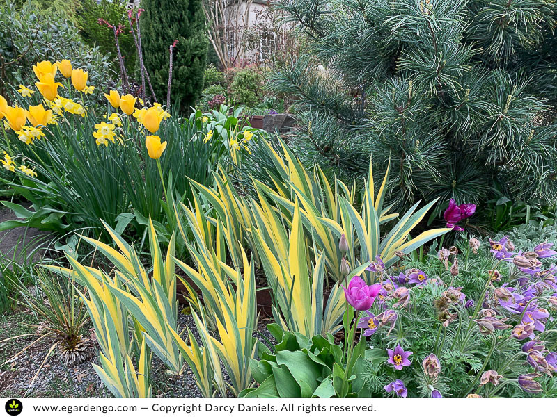 bulbs complement and mingle with other plants