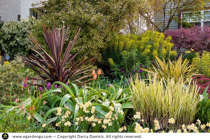 bulbs around crown of emerging grasses