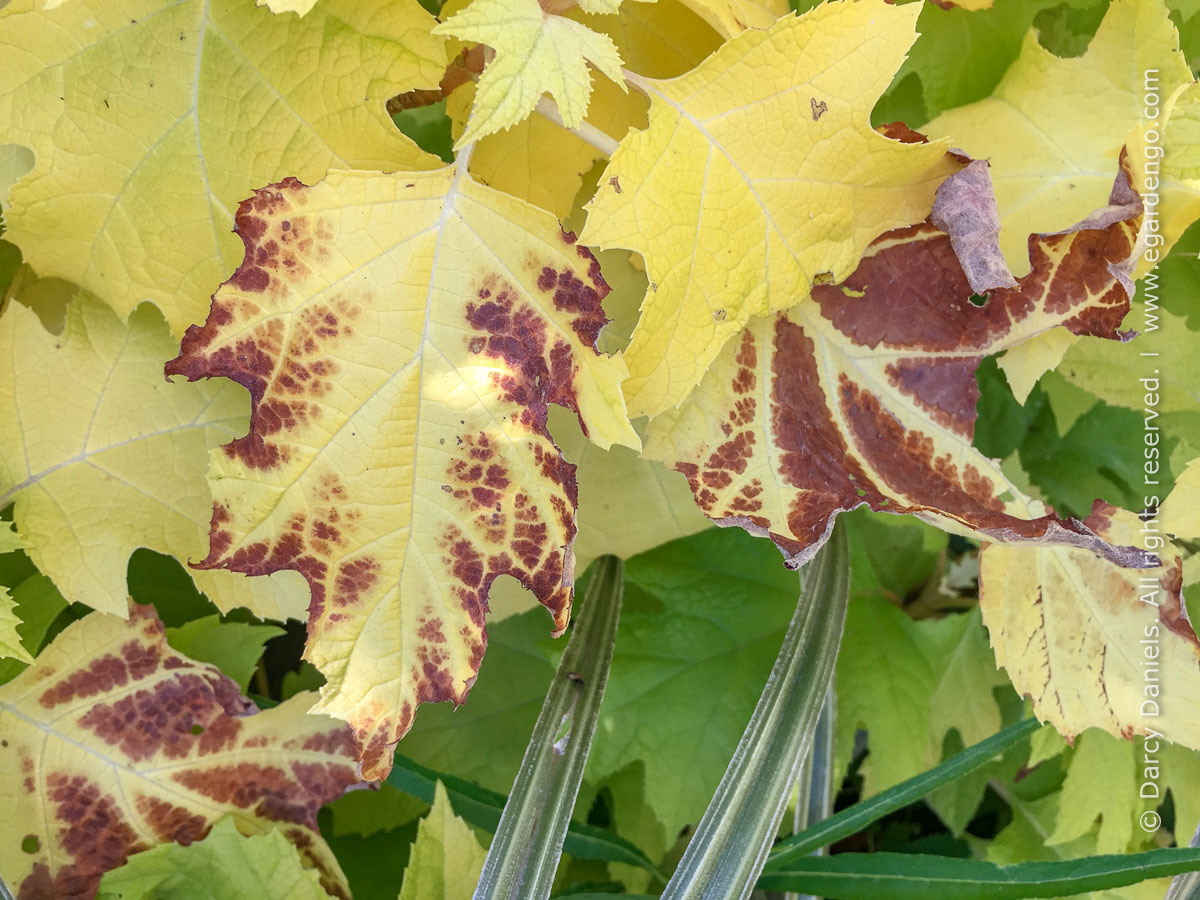 Burnt Foliage Signals Need to Relocate