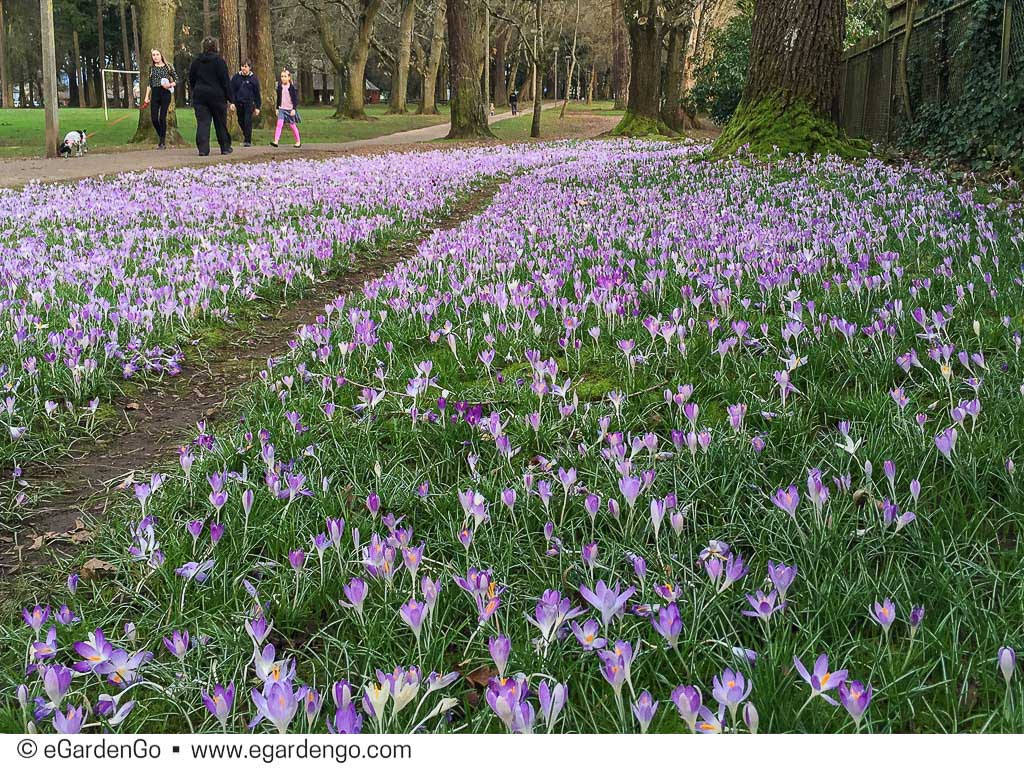 crocus naturalized in turf grass