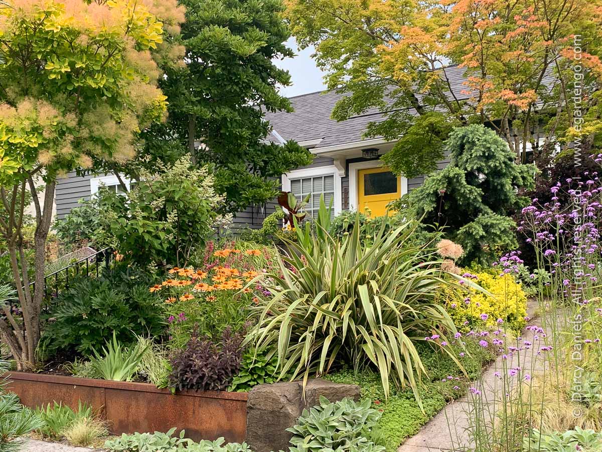 Phormium 'Tricolor' My Front Garden 2019