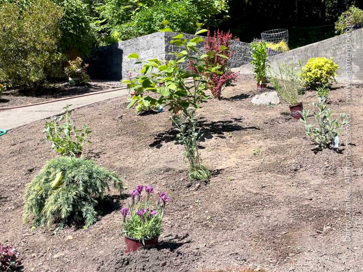 laying out plants