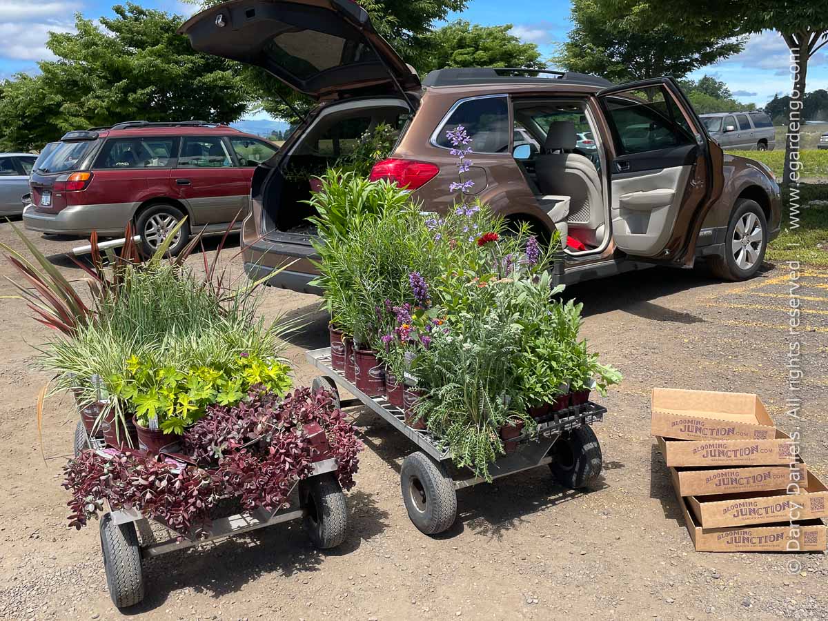 loading plants into car