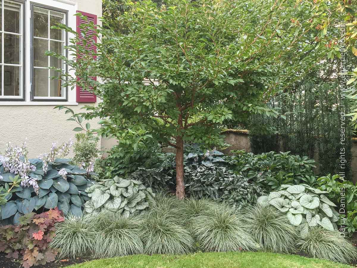 mixed border woodland garden