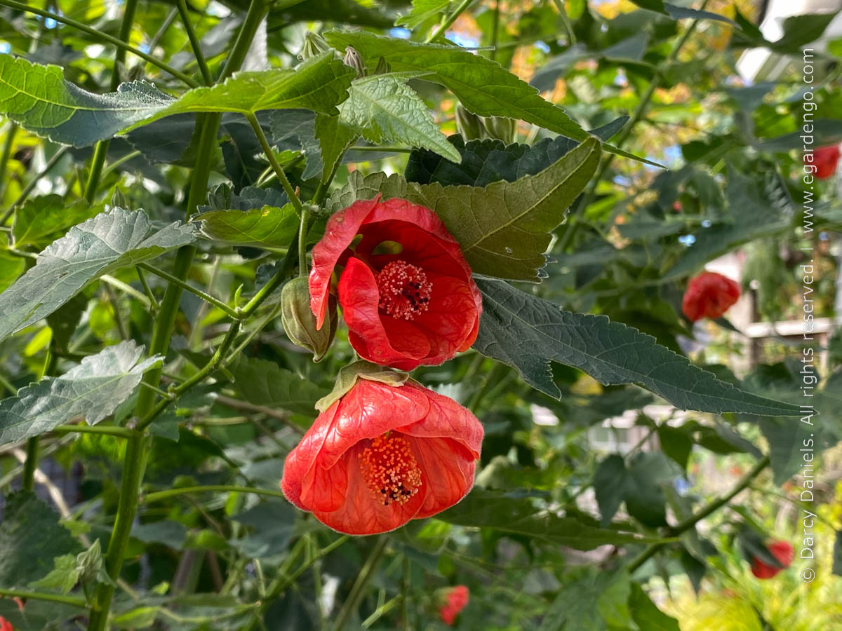 Abutilon 'Marian'