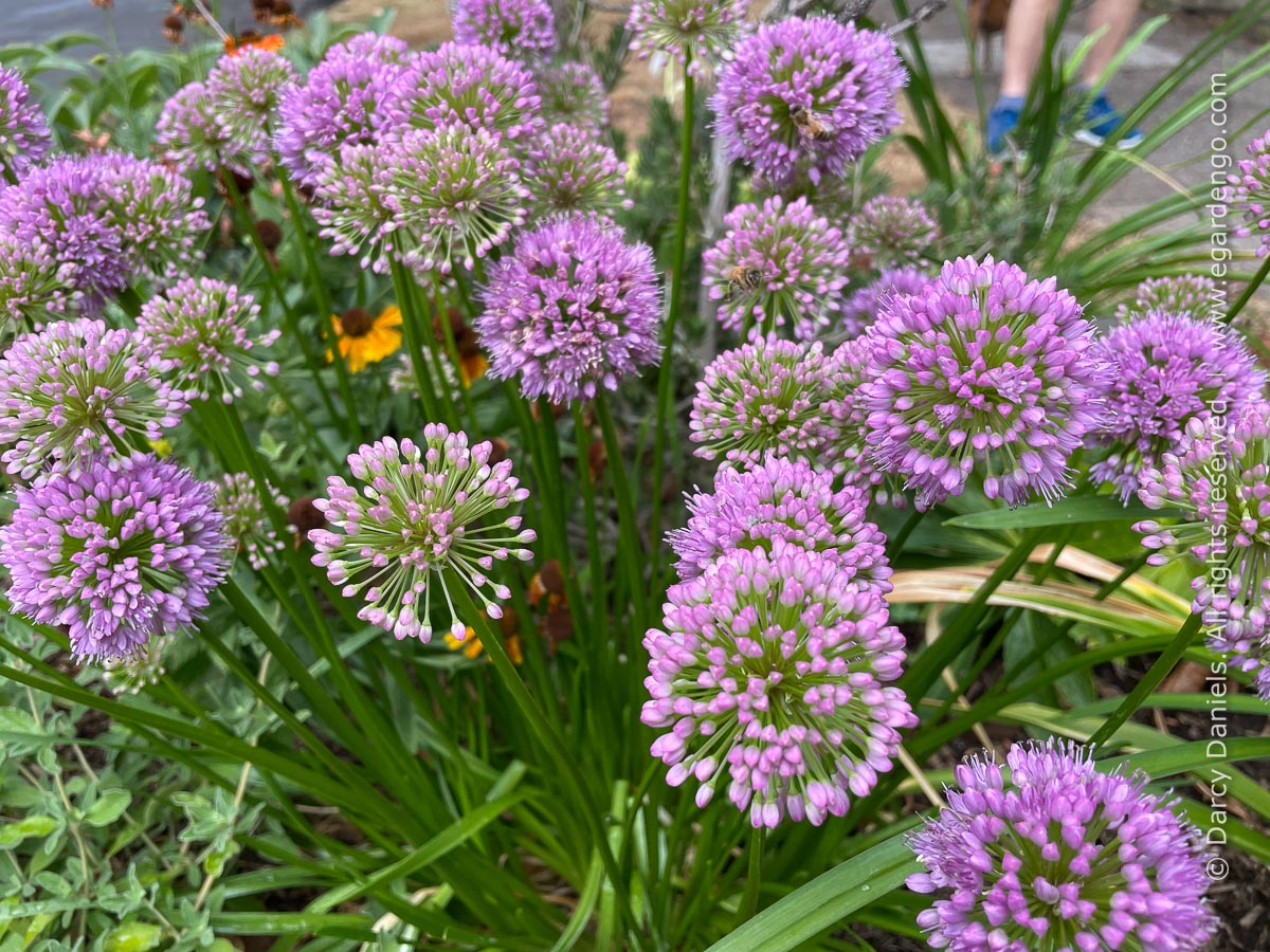 Allium 'Millenium'