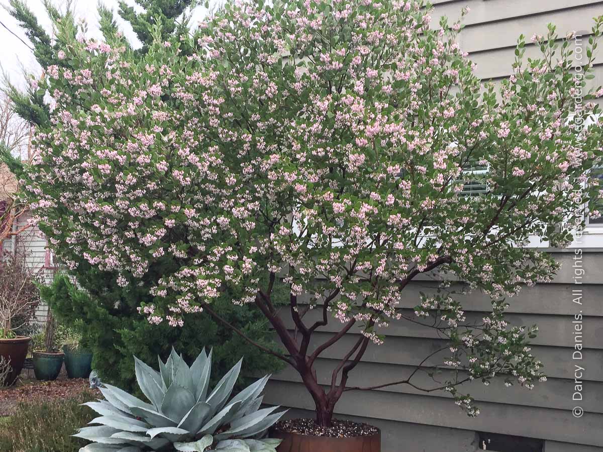 Arctostaphylos Austin Griffith