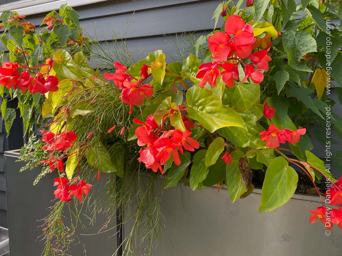 Begonia 'Canary Wing'