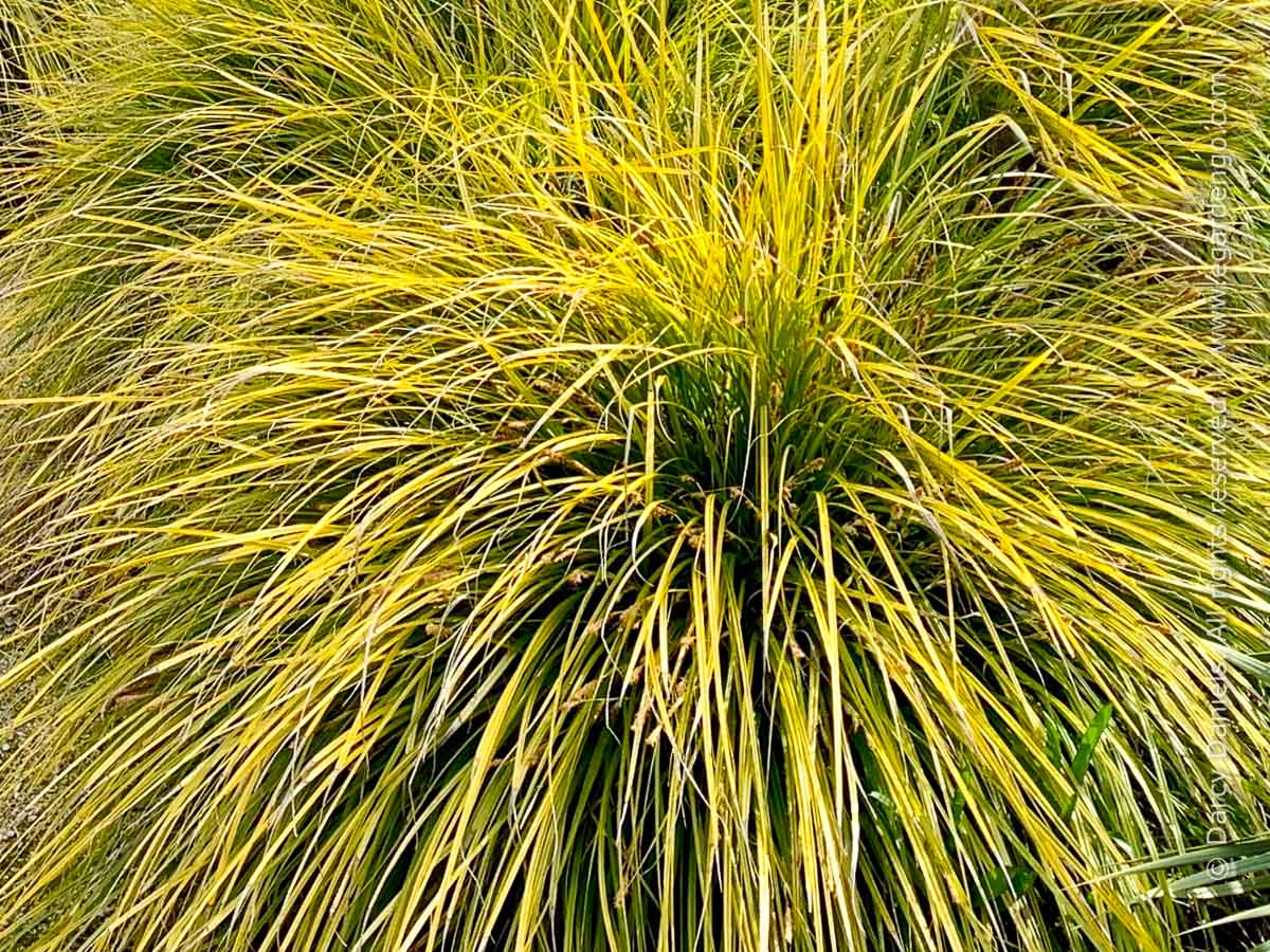 Carex 'Everillo'
