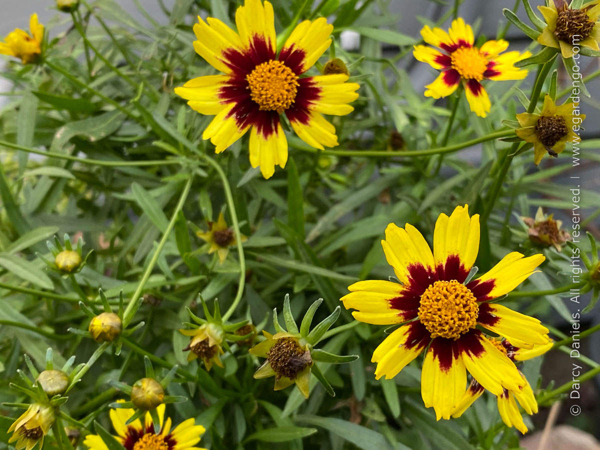 Coreopsis Big Bang Cosmic Eye