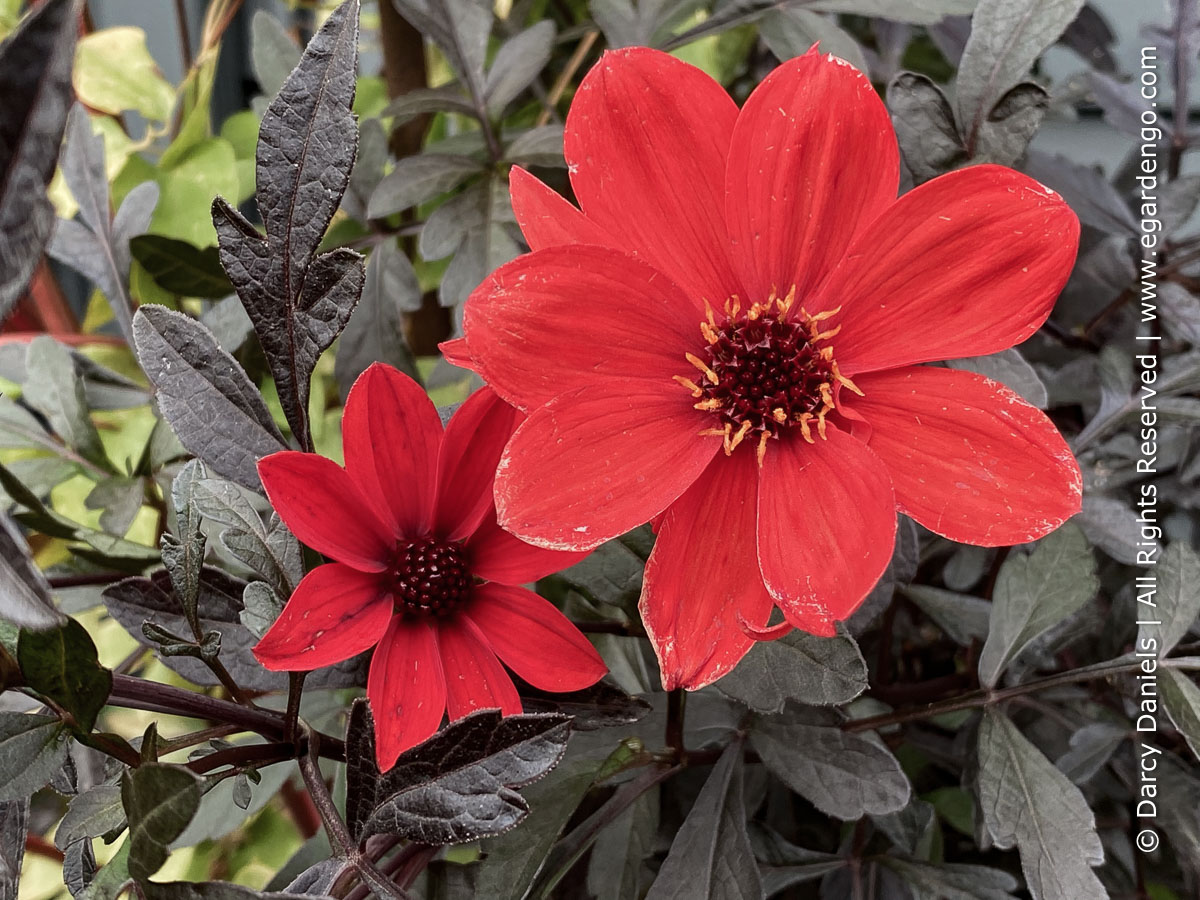 Dahlia 'Mystic Wonder'