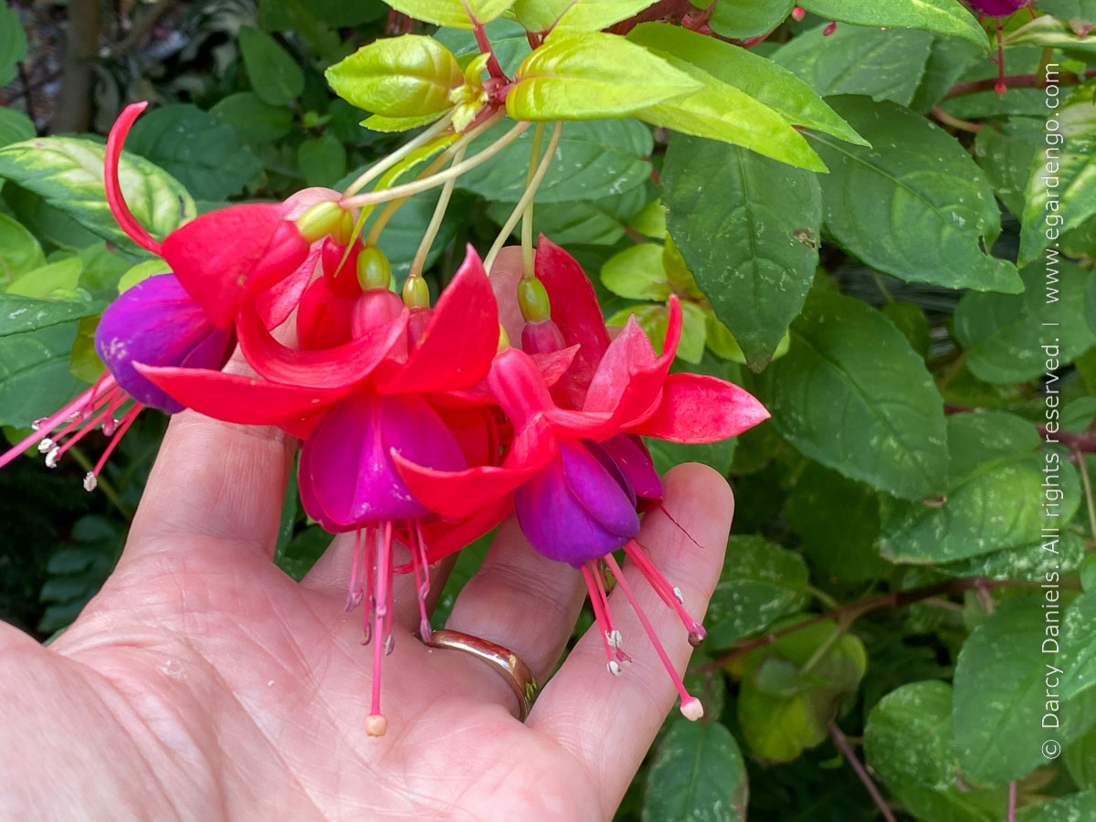 Fuchsia 'Golden Herald'
