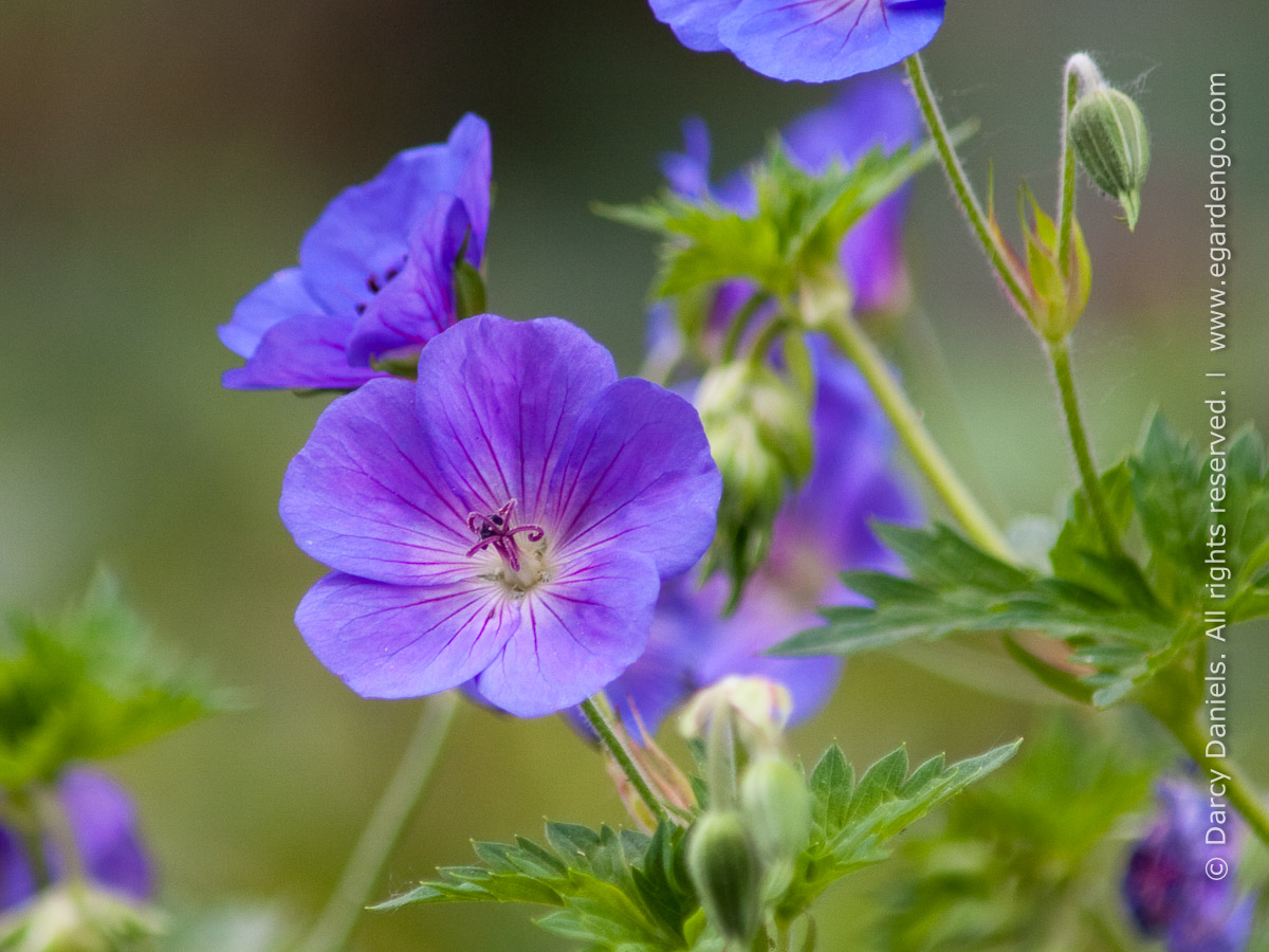 Geranium 'Rozanne'