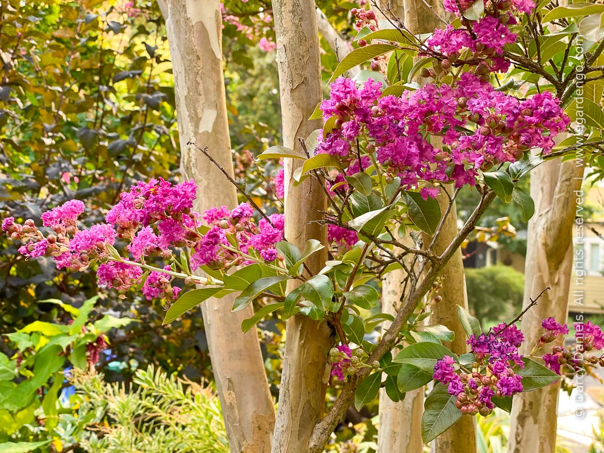 Lagerstroemia 'Zuni' Crape Myrtle