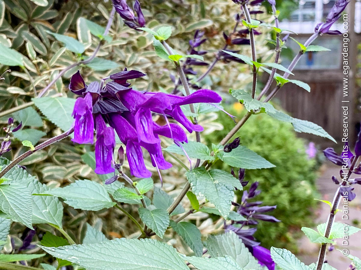 Salvia 'Amistad'
