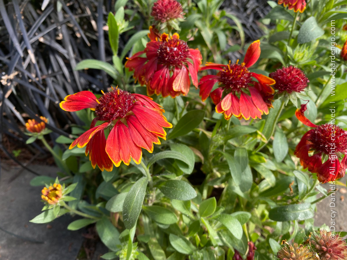 Gaillardia Arizona Red Shades